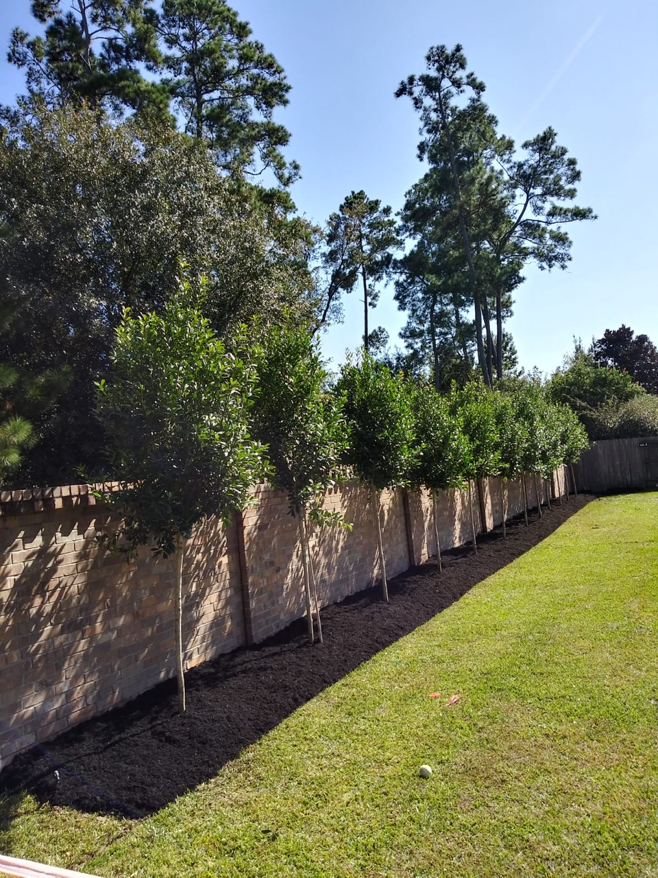 New home landscape installation with fresh sod and plantings in Houston TX